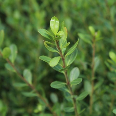Ilex Crenata - Japanese holly Topiary Ball - 2L Pot Close
