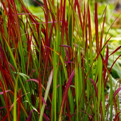 Imperata Cylindrica Red Baron Perennial Hero