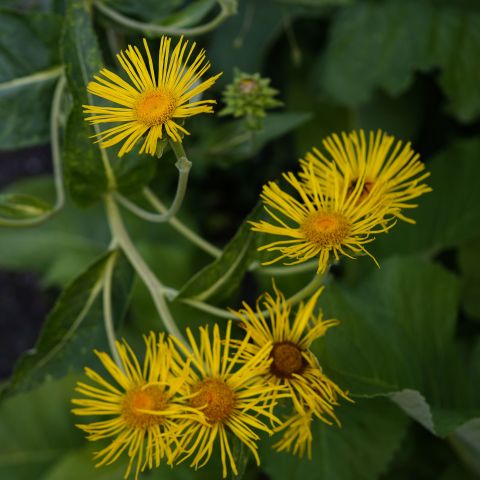 Inula Magnifica Perennial Hero