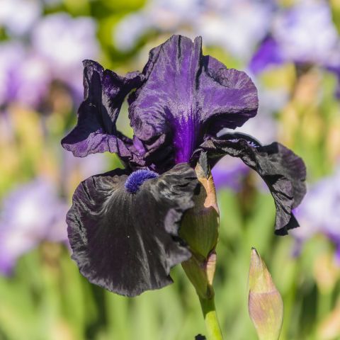 Iris Germanica Black Dragon Perennial Hero