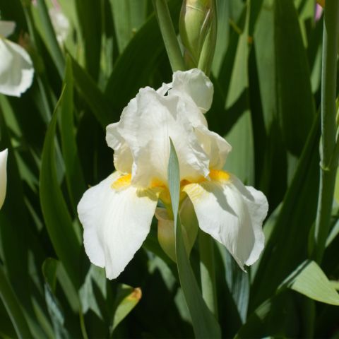 Iris Germanica Boule De Neige Perennial Hero
