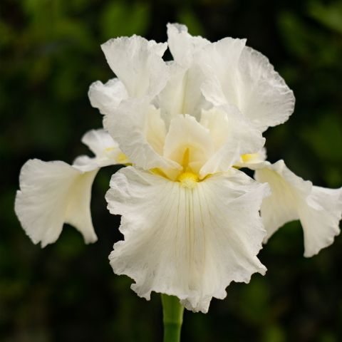 Iris Germanica Immortality Perennial Hero