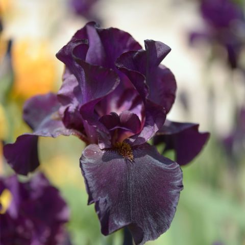 Iris germanica 'Night Owl' hero