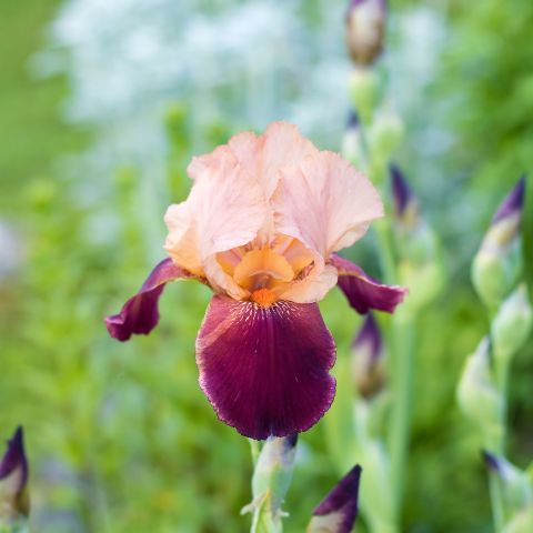 Iris Germanica Rose Perennial Hero
