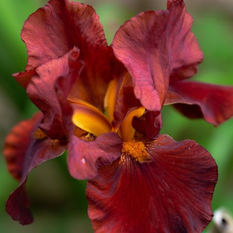 Iris Louisiana Ann Chowning Perennial Hero