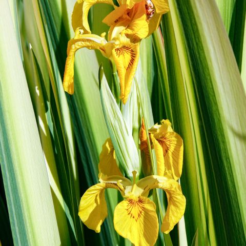Iris Pseudacorus Variegata Perennial Hero