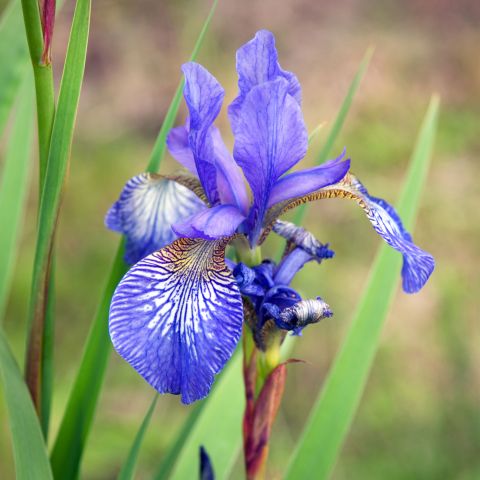 Iris Sibirica Blue King Perennial Hero