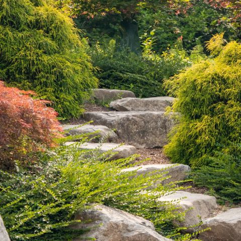 Japanese Garden Starter Collection