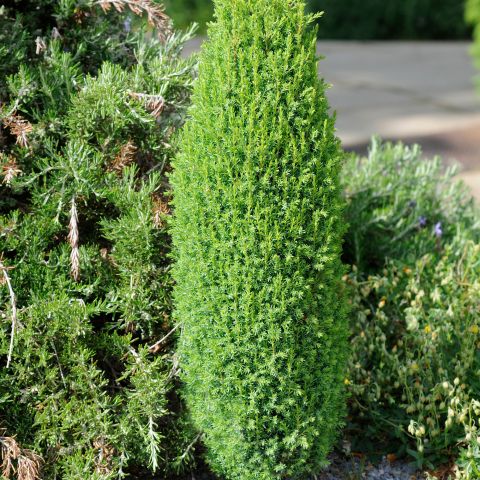 Juniperus Communis Compressa Alpine Hero