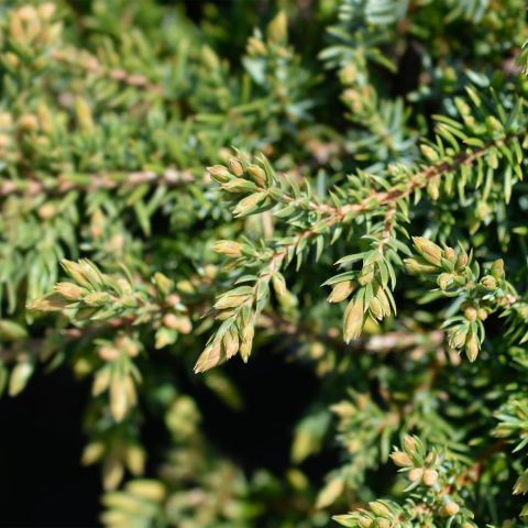 Juniperus Communis Green Carpet Alpine Hero