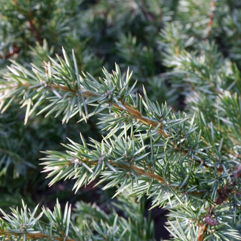 Juniperus Communis Repanda Alpine Hero