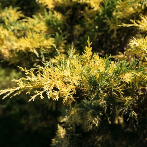 Juniperus X Media Gold Star Alpine Hero