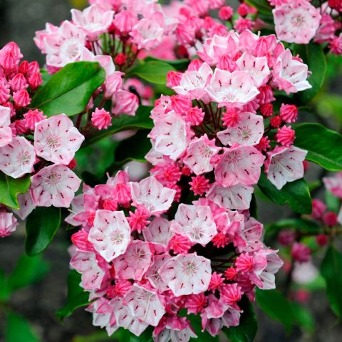 Kalmia latifolia 'Little Linda' 3L