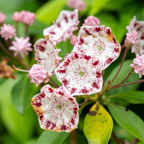 Kalmia latifolia 'Nani' 3L