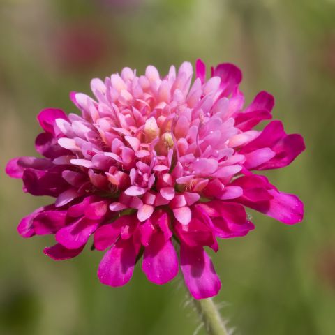 Knautia Macedonica Melton Pastels Perennial Hero