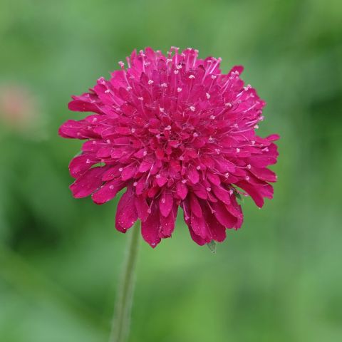 Knautia Macedonica Red Knight Perennial Hero