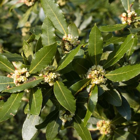 Laurus Nobilis Shrub Hero