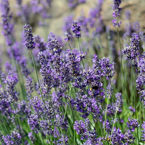 Lavandula ang. 'Munstead' 10/20cm - p9 pot