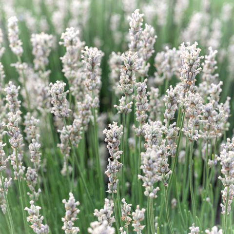 Lavandula angustifolia Thumbelina Leigh