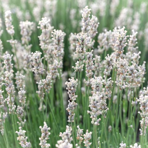 White Lavender 10/20cm 2L pot hero