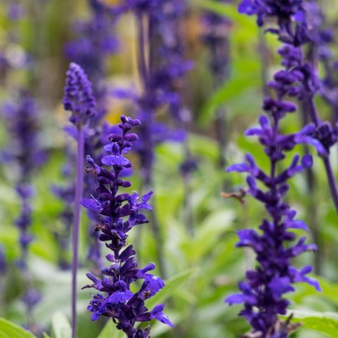lavendula-hidcote-shrub-hero