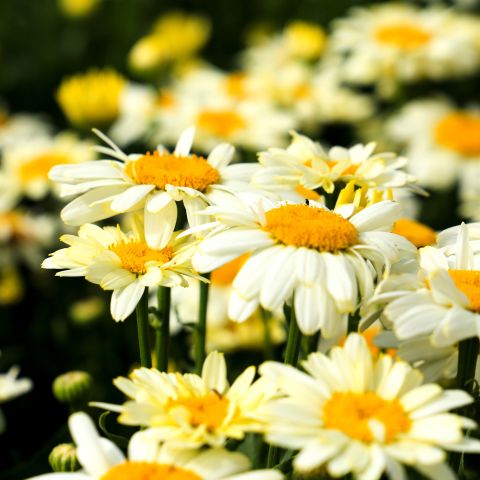 Leucanthemum Xs Banana Cream Perennial Hero