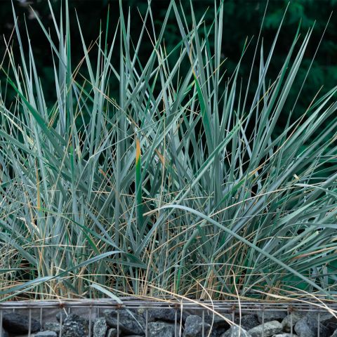 Leymus Arenarius Blue Dune Perennial Hero