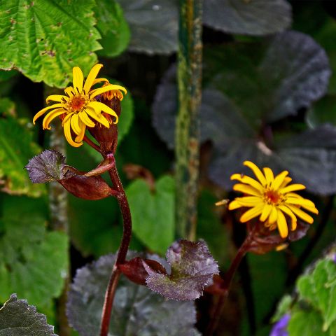 Ligularia Dentata Britt Marie Crawford Perennial Hero
