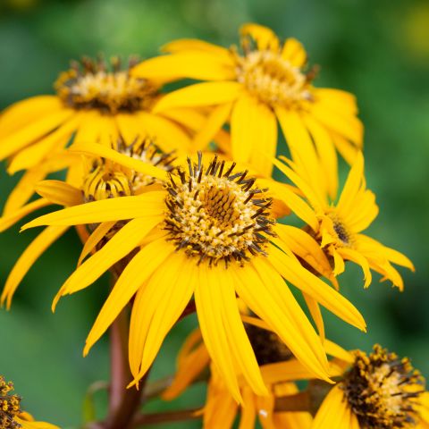 Ligularia Dentata Desdemona Perennial Hero