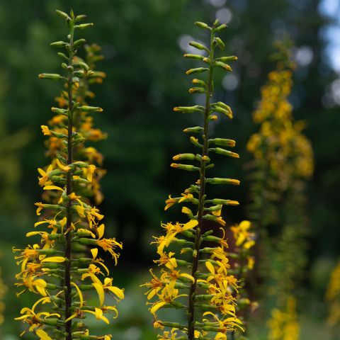 Ligularia Stenocephala Little Rocket Perennial Hero