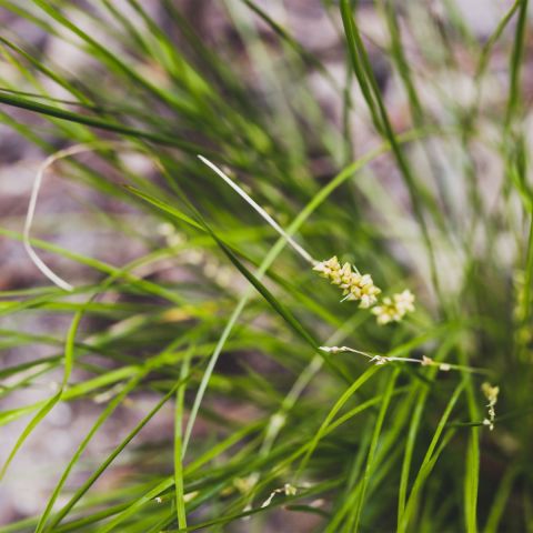 Lomandra Arctic Frost * - PVR p9 grass hero