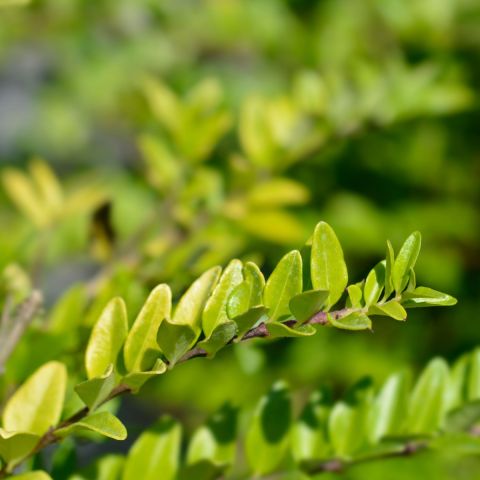 Lonicera Nitida Maigrun 2L Pot Branch