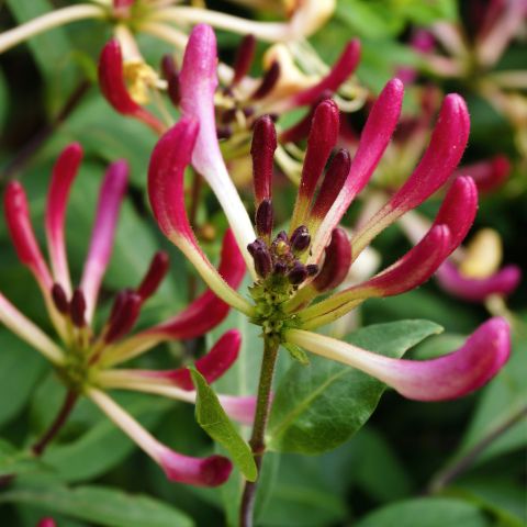 Lonicera Periclymenum Serotina Climber Hero