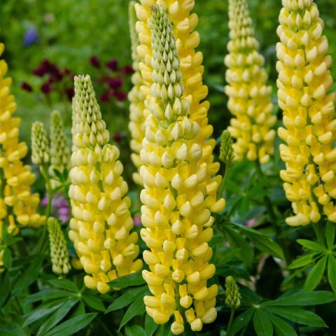 Lupin Desert Sun - 5L Pot perennial hero
