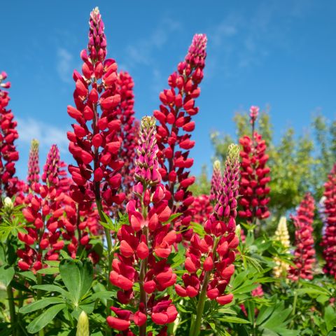 Lupinus Gallery Red Perennial Hero