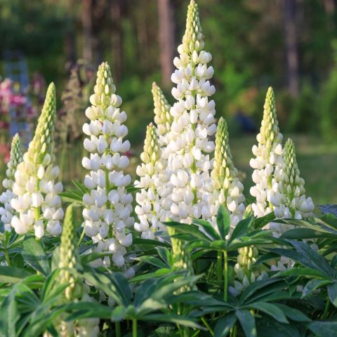 Lupinus Polar Princess hero