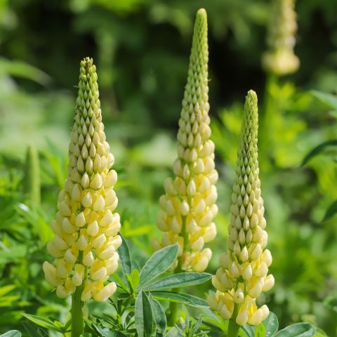Lupinus Gallery Yellow Perennial Hero