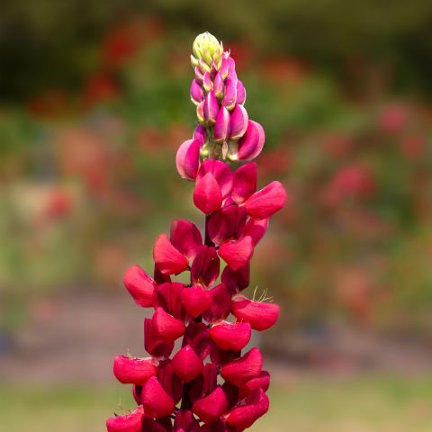Lupinus My Castle Perennial Hero