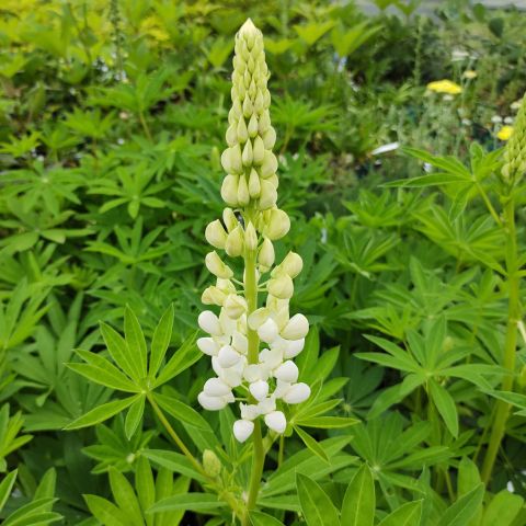 Lupinus Noble Maiden Perennial Hero
