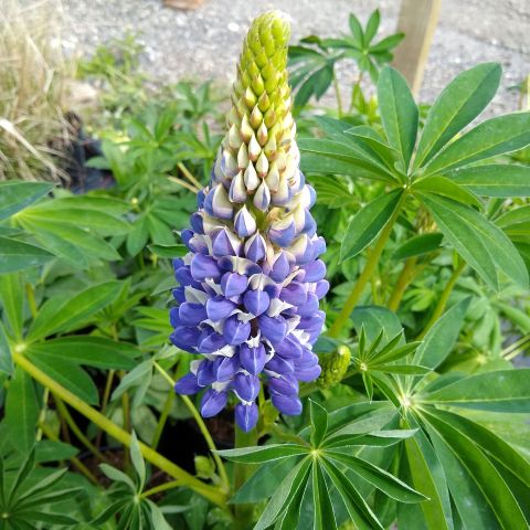 Lupinus The Governor Perennial Hero