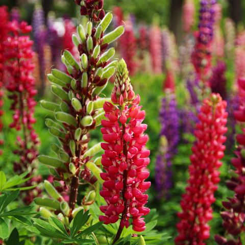 Lupinus The Pages Perennial Hero