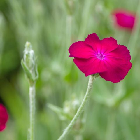 Lychnis Coronaria Atrosanguinea Perennial Close