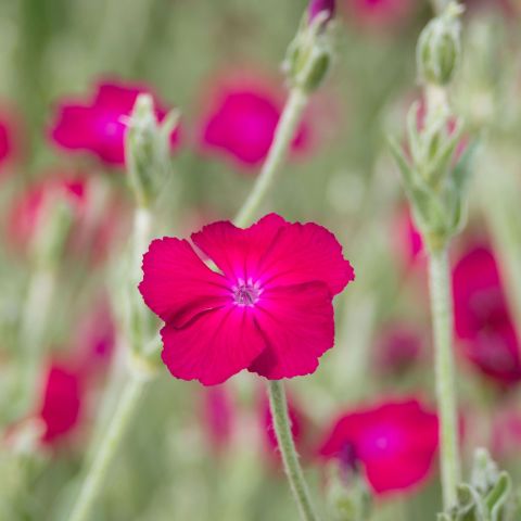 Lychnis Coronaria Atrosanguinea Perennial Hero