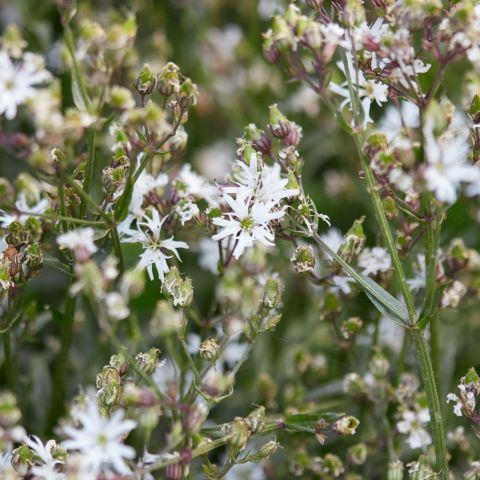 Lychnis Flos Cuculi White Robin Perennial Hero