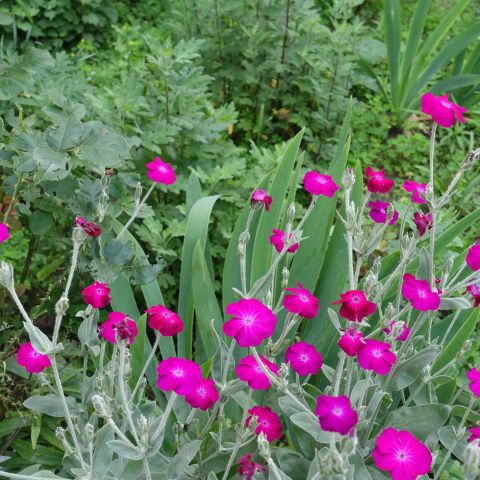 Lychnis Hill Grounds Perennial Hero
