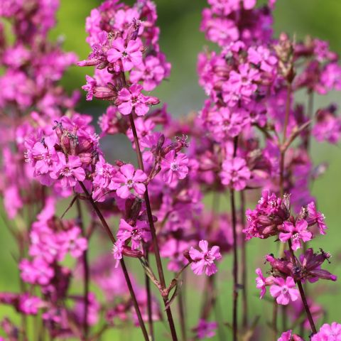 Lychnis Viscaria Plena Perennial Hero
