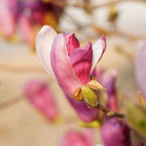 Magnolia 'Black Beauty' 6L