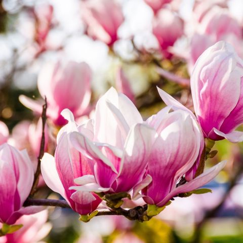 Magnolia x soulangeana