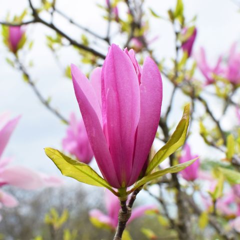 Magnolia Susan Shrub Hero