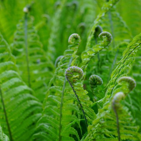 Matteuccia Struthiopteris Fern Hero